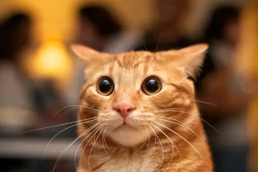 Cute Cat logo