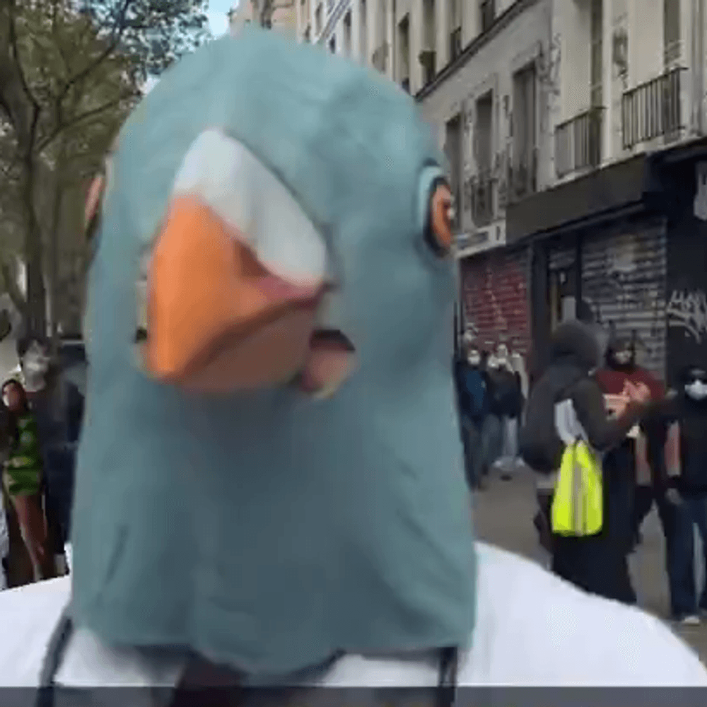 Le Doctor Pigeon logo