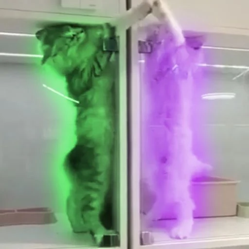 Pussy vs Pussy logo