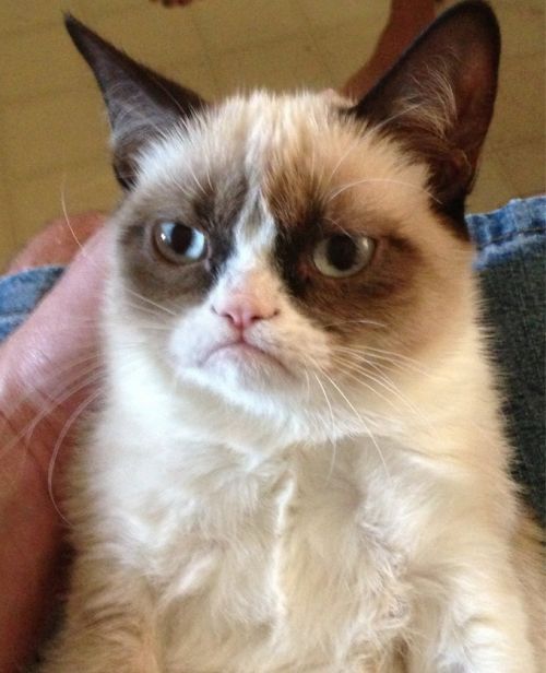 Grumpy Cat logo
