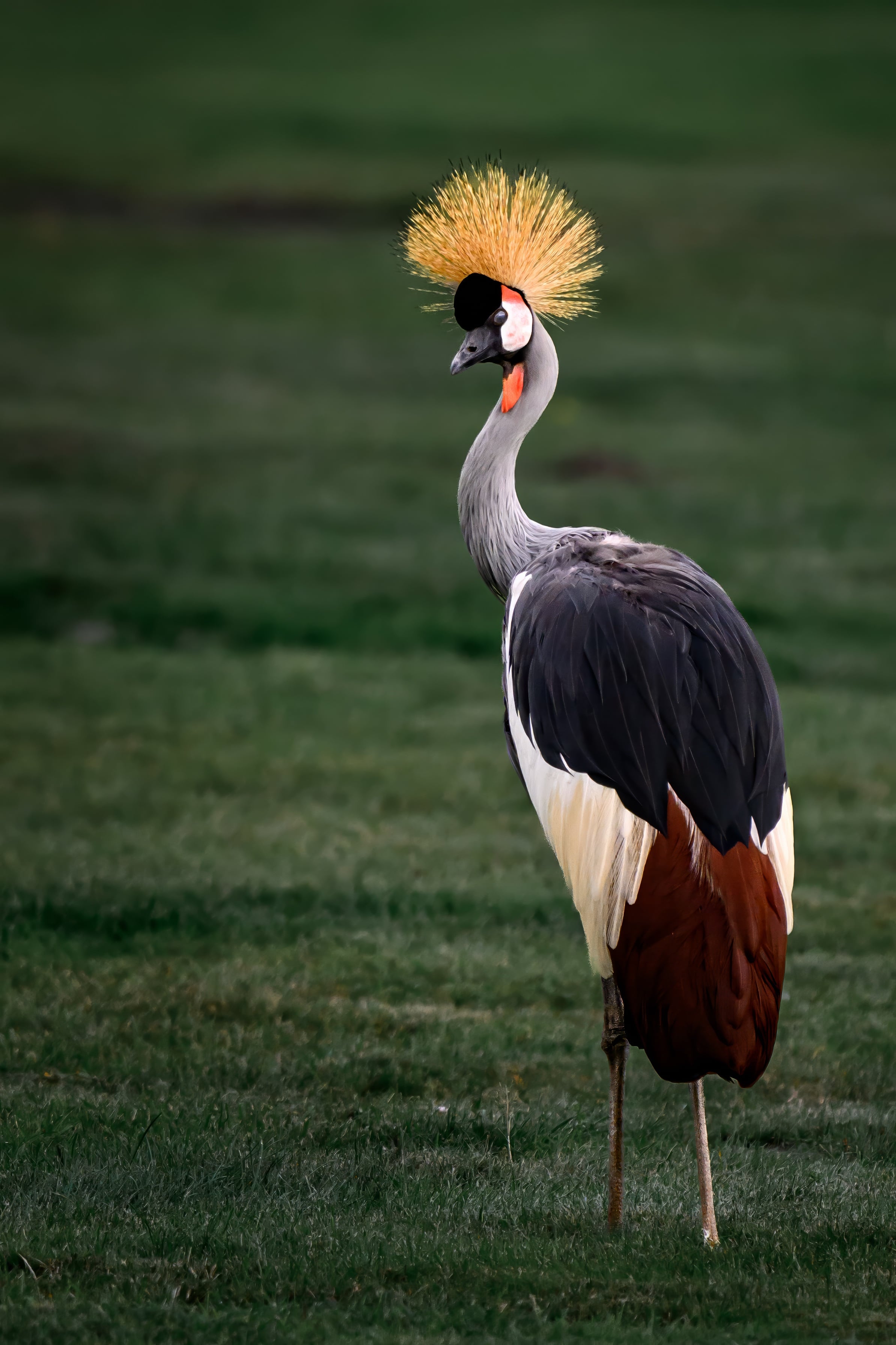 Crowned Crane logo