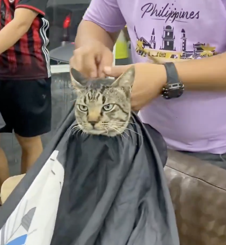 handsome cat logo