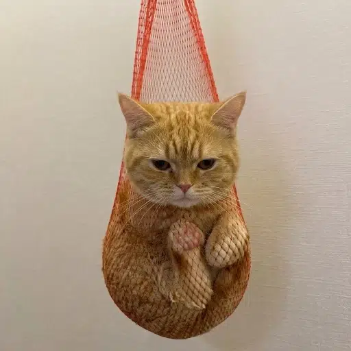 Wrapped Cat logo