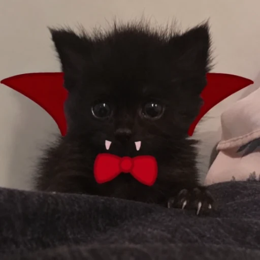Vampire Cat logo