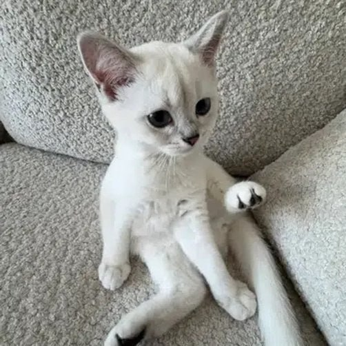 Mimi the cat logo