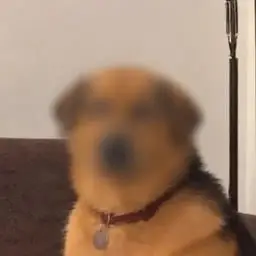 Anonymous Dog logo