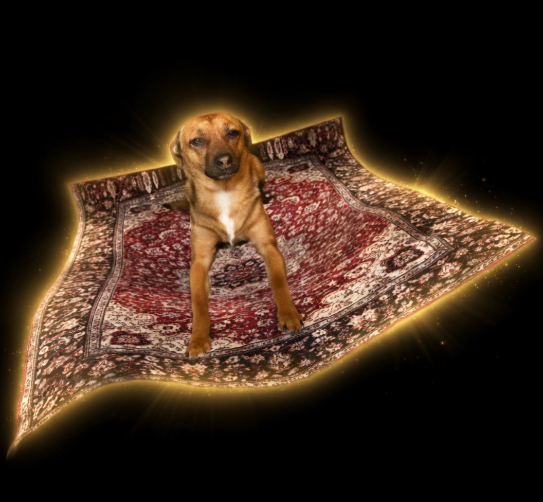 Rug Dog logo
