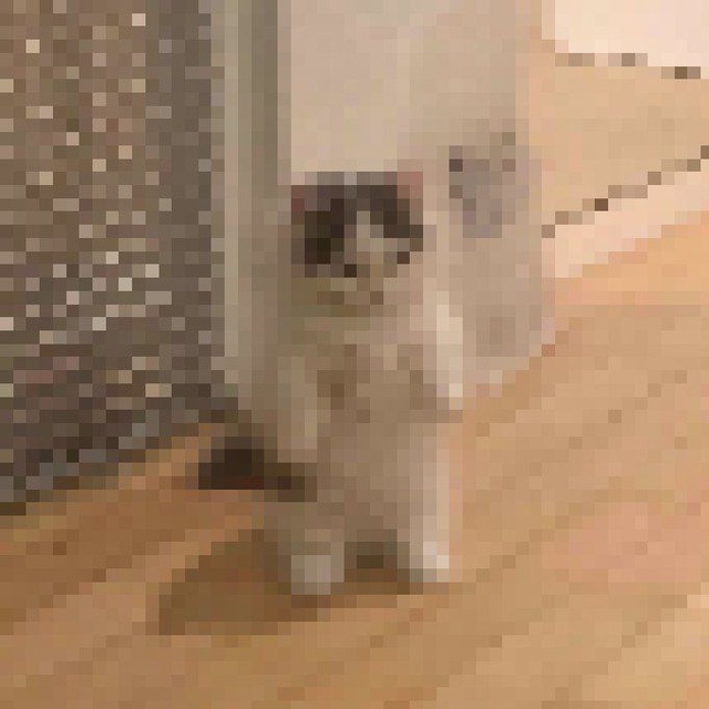 who's cat logo