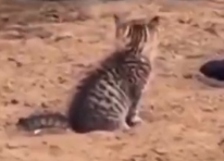 FERTILIZER CAT logo