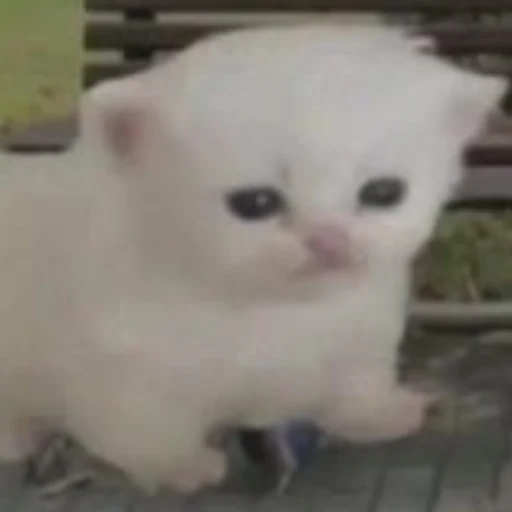 SADCAT logo