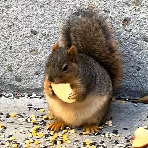 Chud Squirrel logo