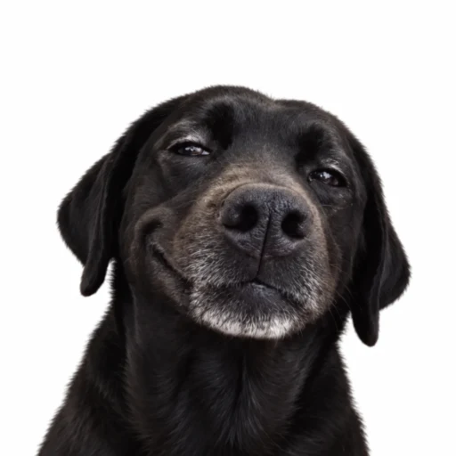 Smirkdog logo