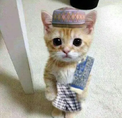 Halal Cat logo