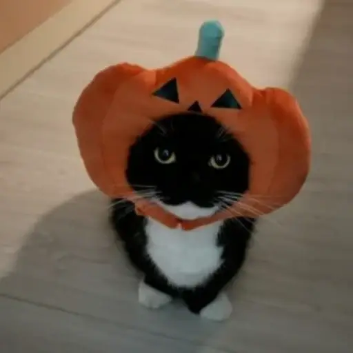 The Pumpkin Cat logo