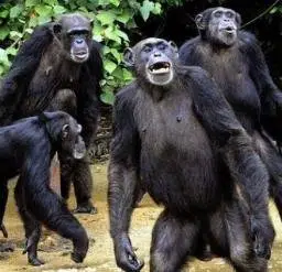 Chimp Takeover logo