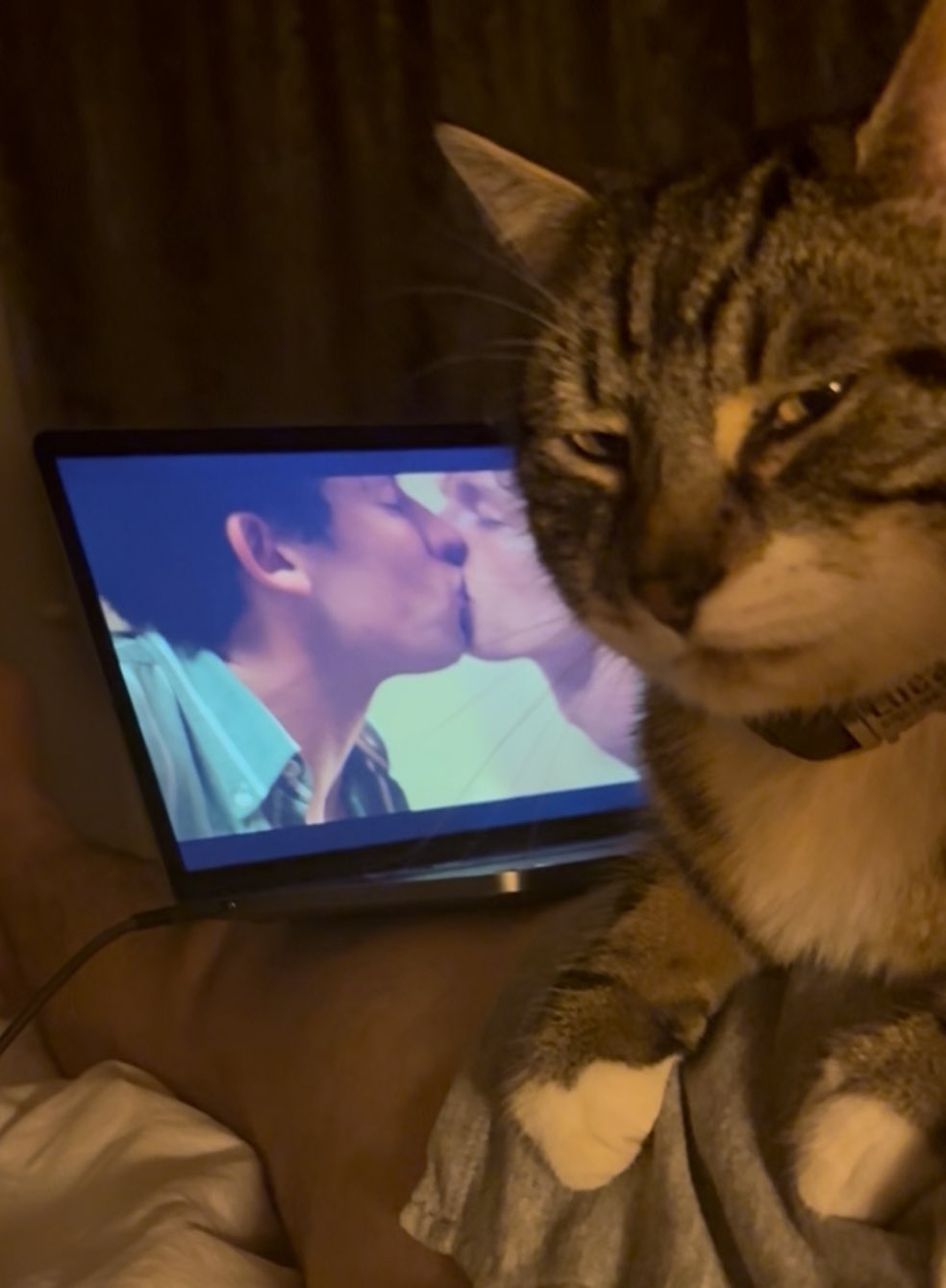 Homophobic Cat logo