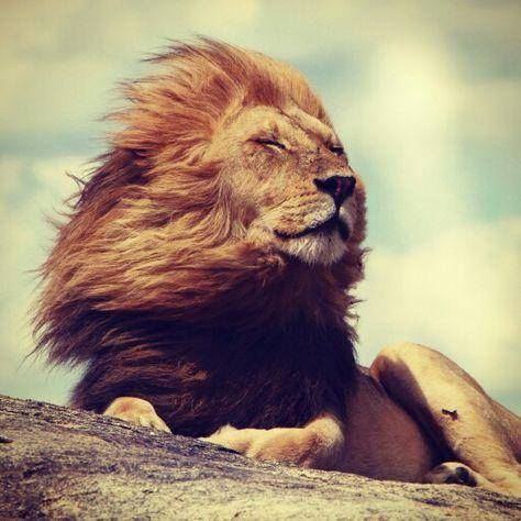 The Peaceful Lion logo