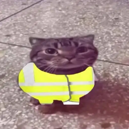 chat avec un gilet jaune logo