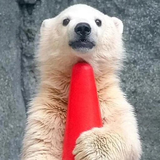 White bear kid Mamoto logo