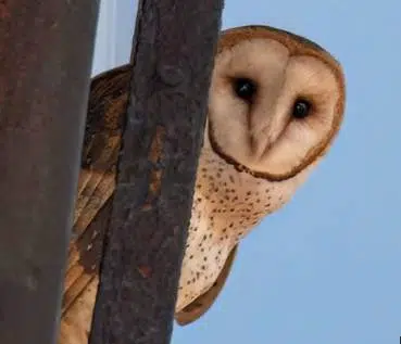 Scotty the Barn Owl logo