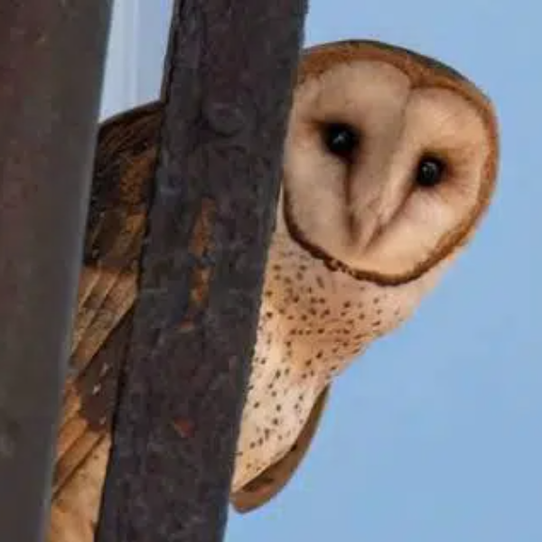 Scotty the Barn Owl logo