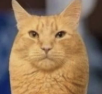 corndogcat logo