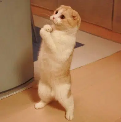 send lolcat now logo