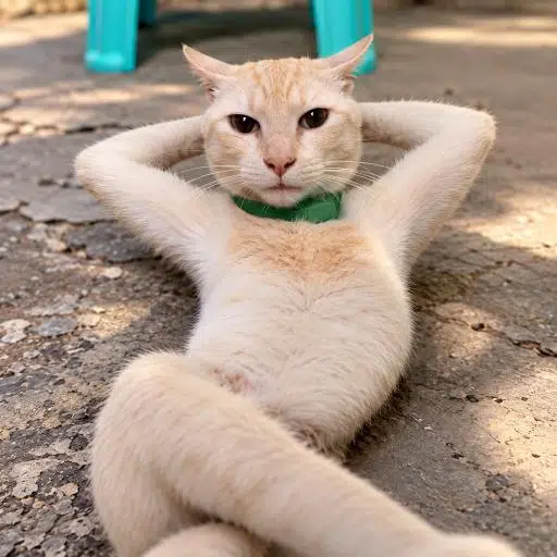 jiggycat logo