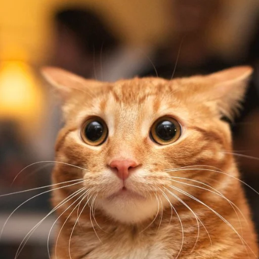 Suprised Cat logo