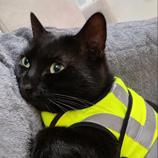 Le chat au gilet jaune logo