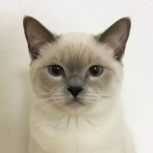 neko logo