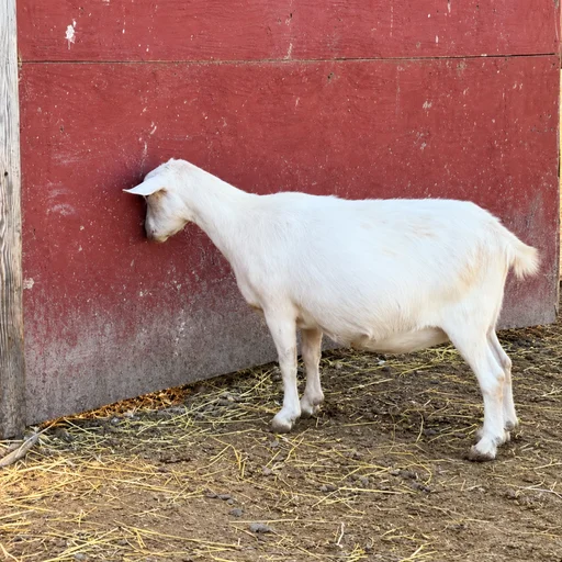 goat logo