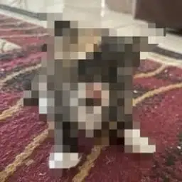 Privacy Cat logo