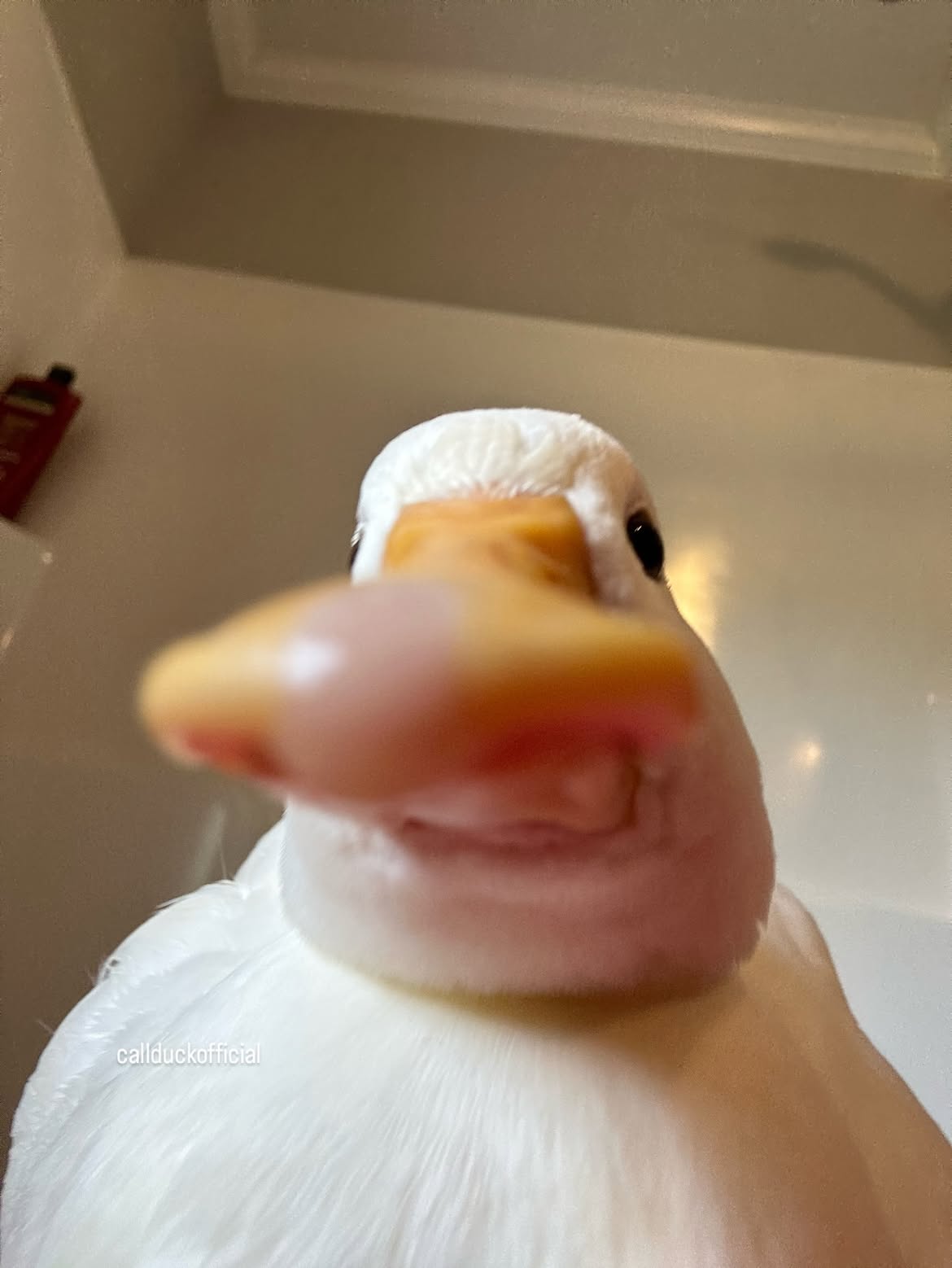 call duck official logo