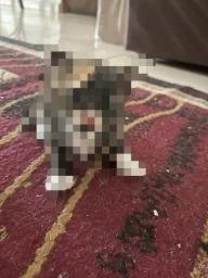 Privacy Cat logo