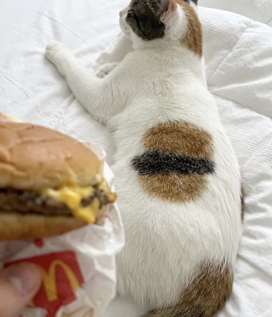 MC Cat logo