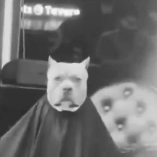 Dog in barbershop logo