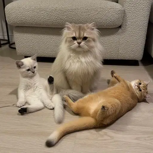 The Cutest Cat On CT logo