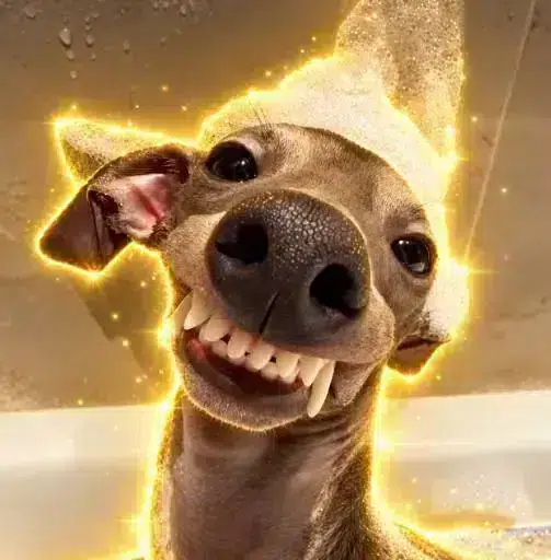 The Italian Greyhound logo