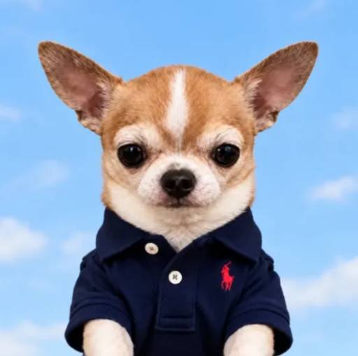 Dogwitfit logo