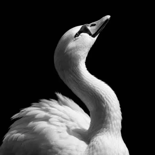 the white swan logo