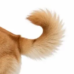 TailCoin logo