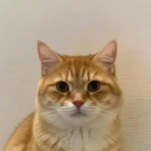 Chat logo