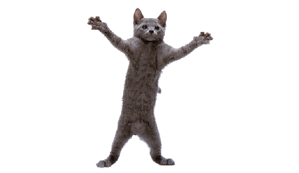 catnip logo
