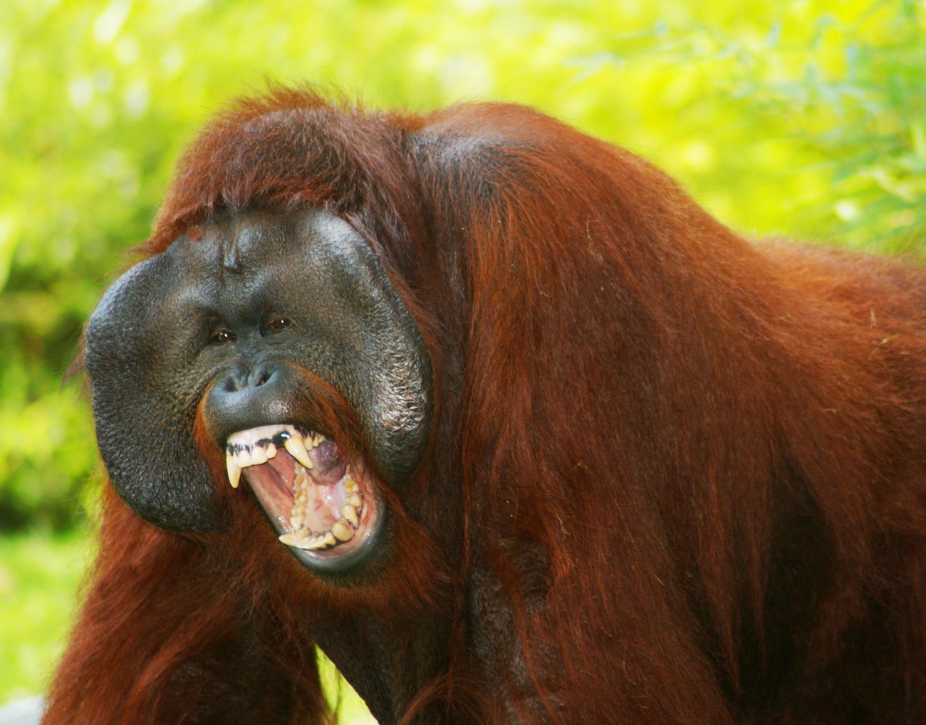 APE logo