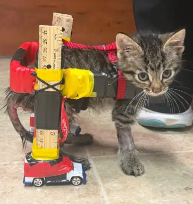 cat on wheels logo