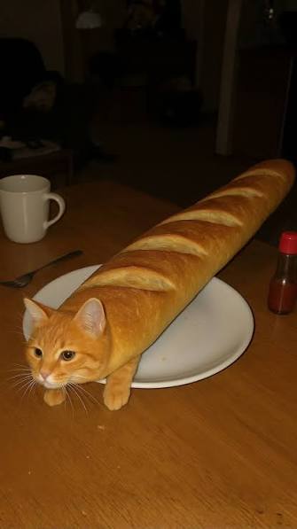 baguetteCat logo