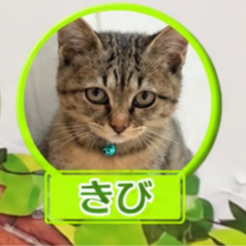 Kibicoin logo
